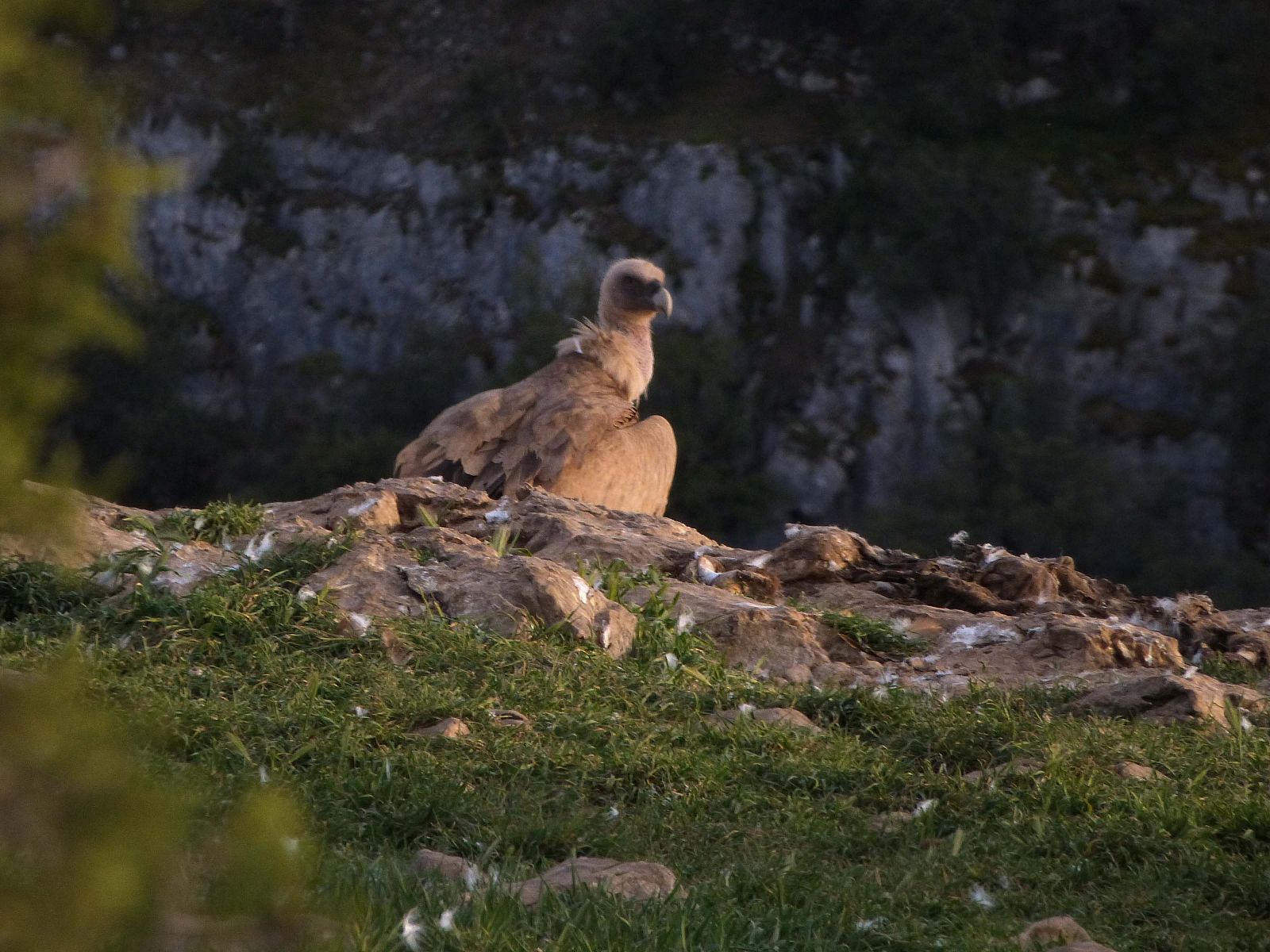 Un buitre leonado en Riaza, Segovia