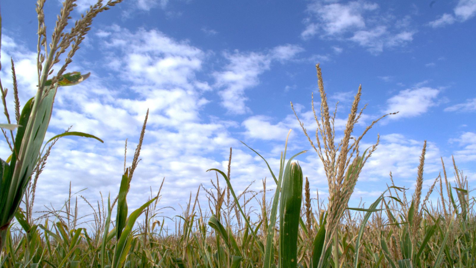 La nueva legislación sobre el cultivo de transgénicos entró en vigor la pasada primavera.