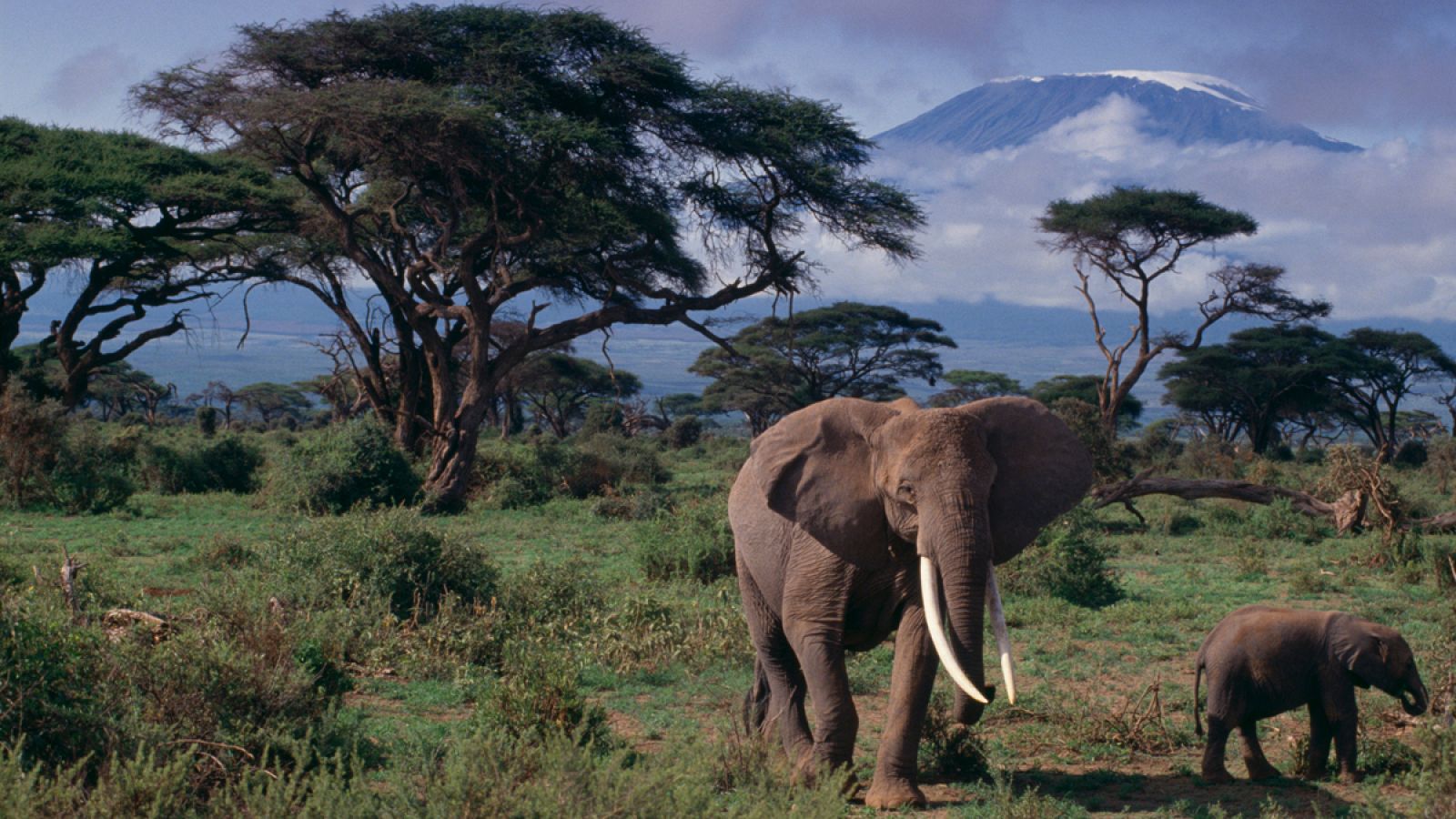 Las células de los elefantes tienen más ejemplares del gen que contiene la proteína que elimina los tumores.