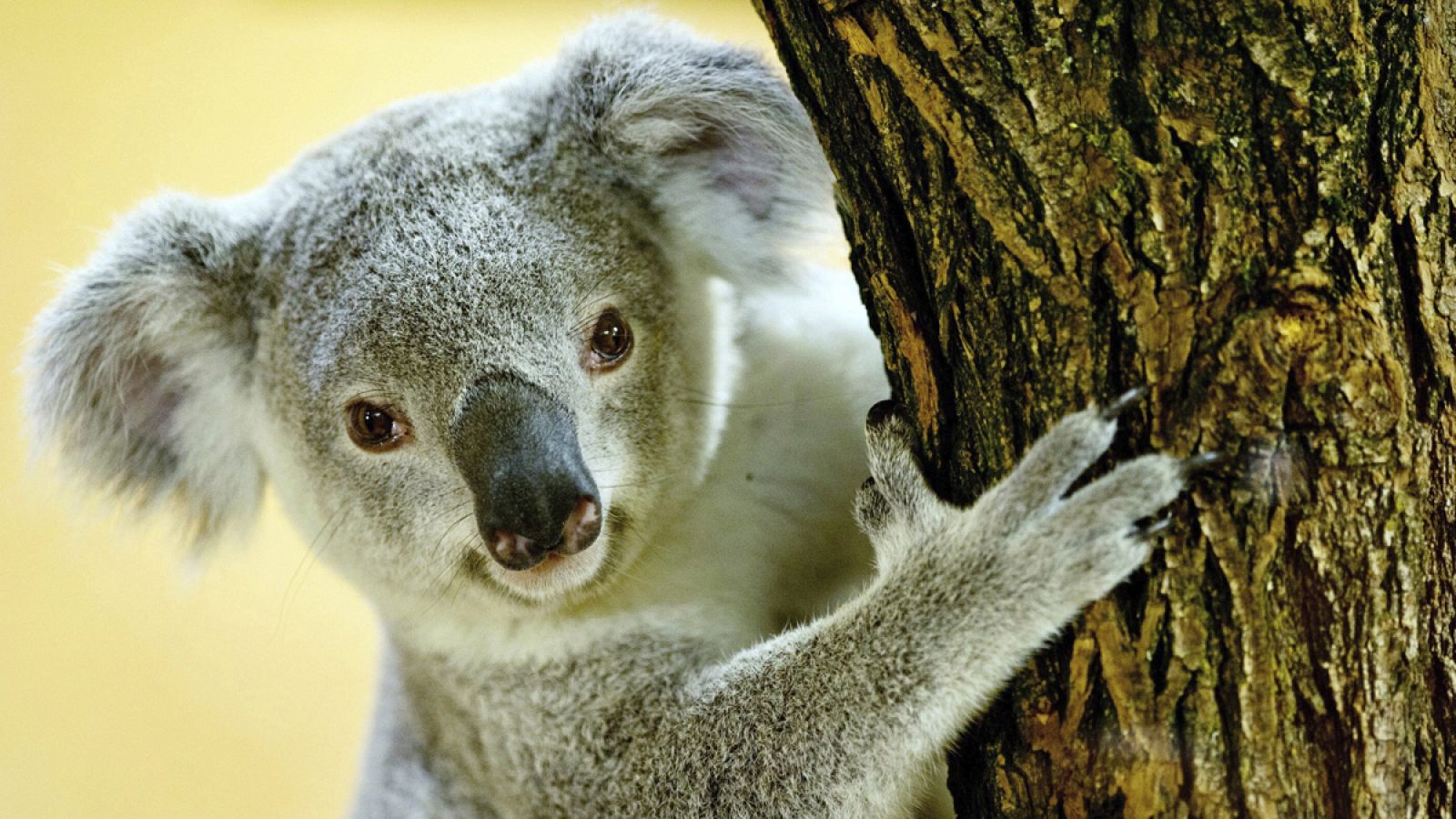 Junto con los canguros, los koalas son los marsupiales icónicos de Australia.