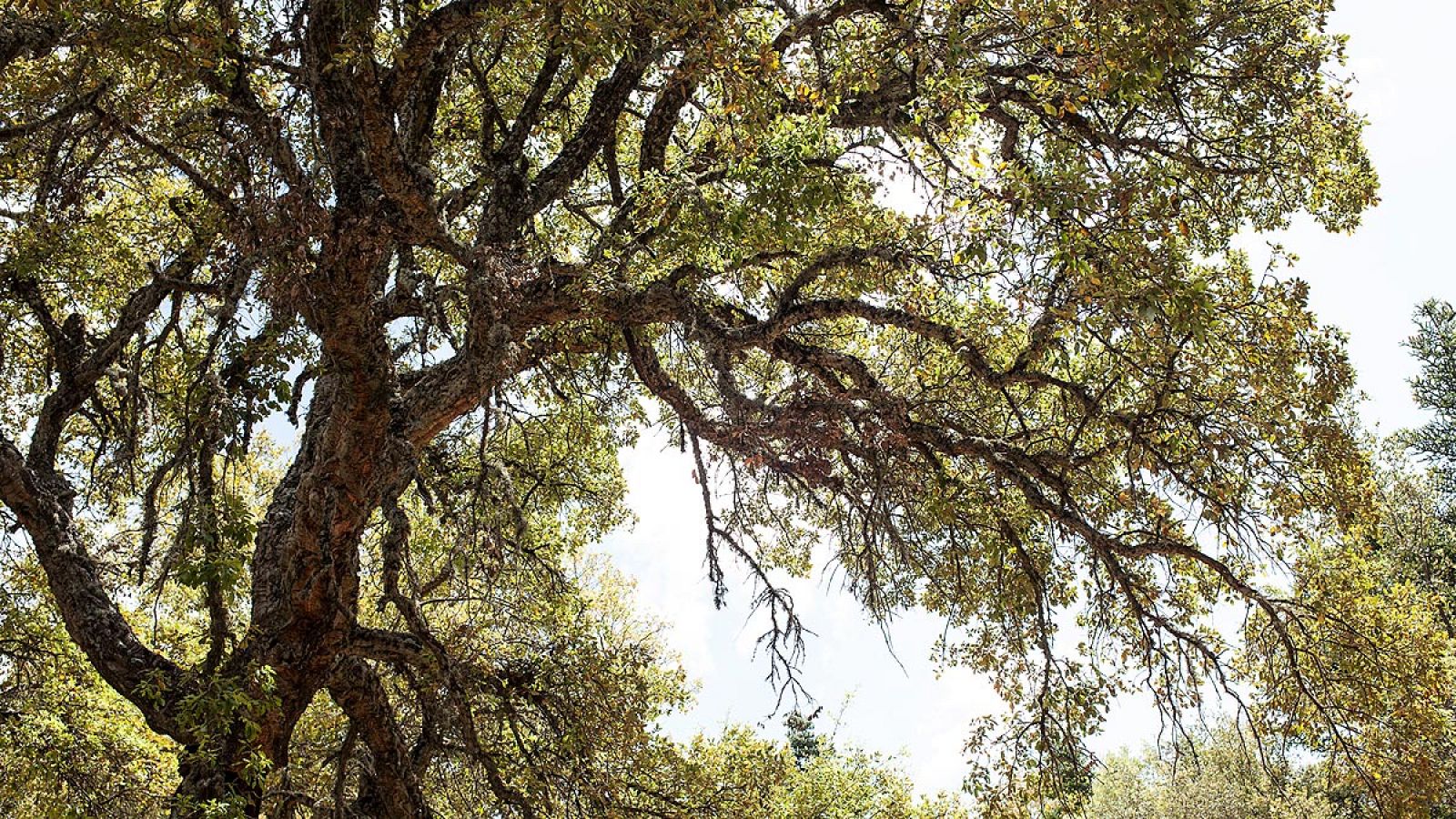 La superficie forestal se expande por el abandono de zonas agrarias.