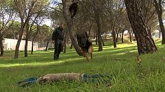 Seprona: protegiendo el medioambiente