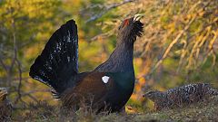 El canto del urogallo se apaga en los bosques del norte peninsular