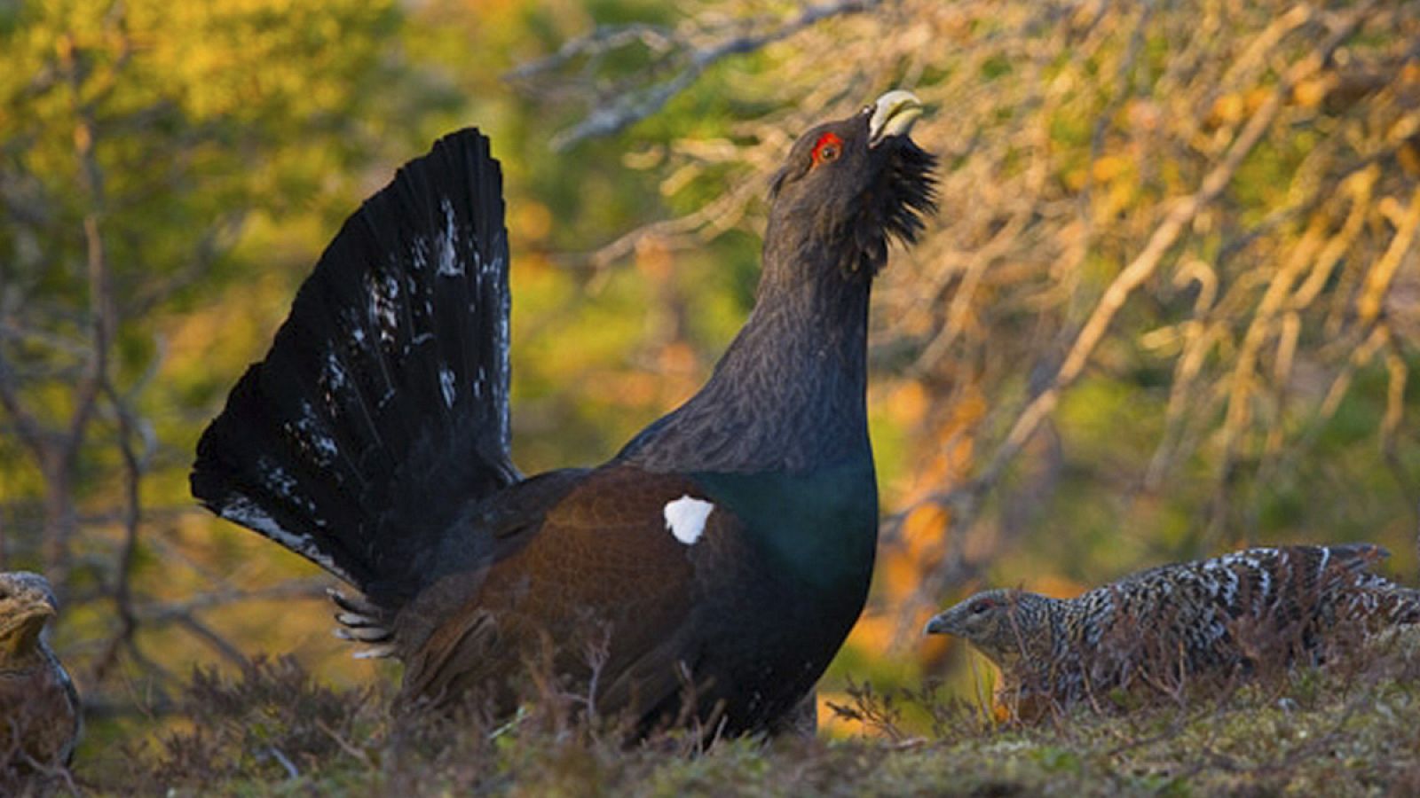 Durante la época de celo, los urogallos machos se concentran en los cantaderos para competir por las hembras.