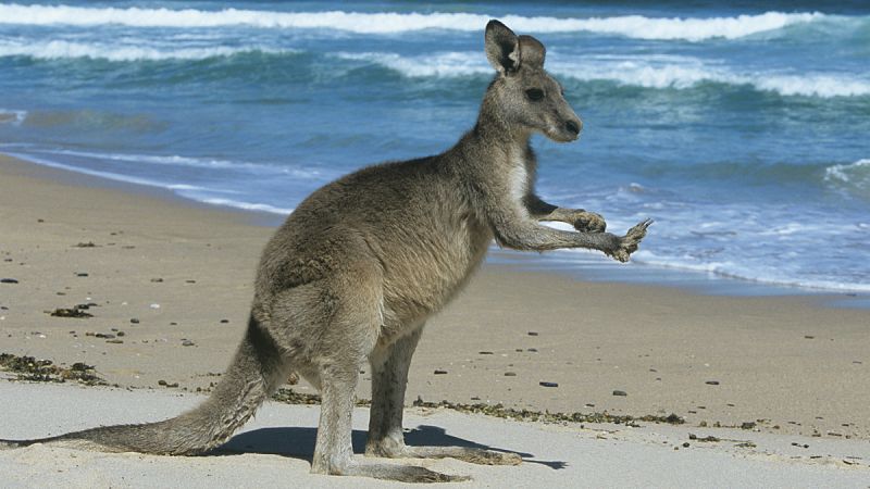 Las flatulencias de los canguros contaminan tanto como las del resto de herbívoros
