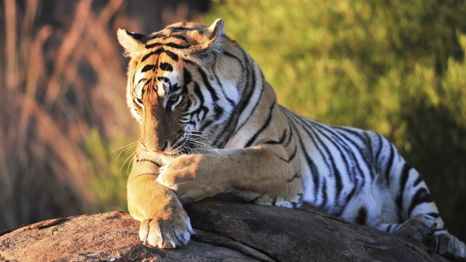 El tigre es una de las especies depredadoras más amenazadas en la actualidad.