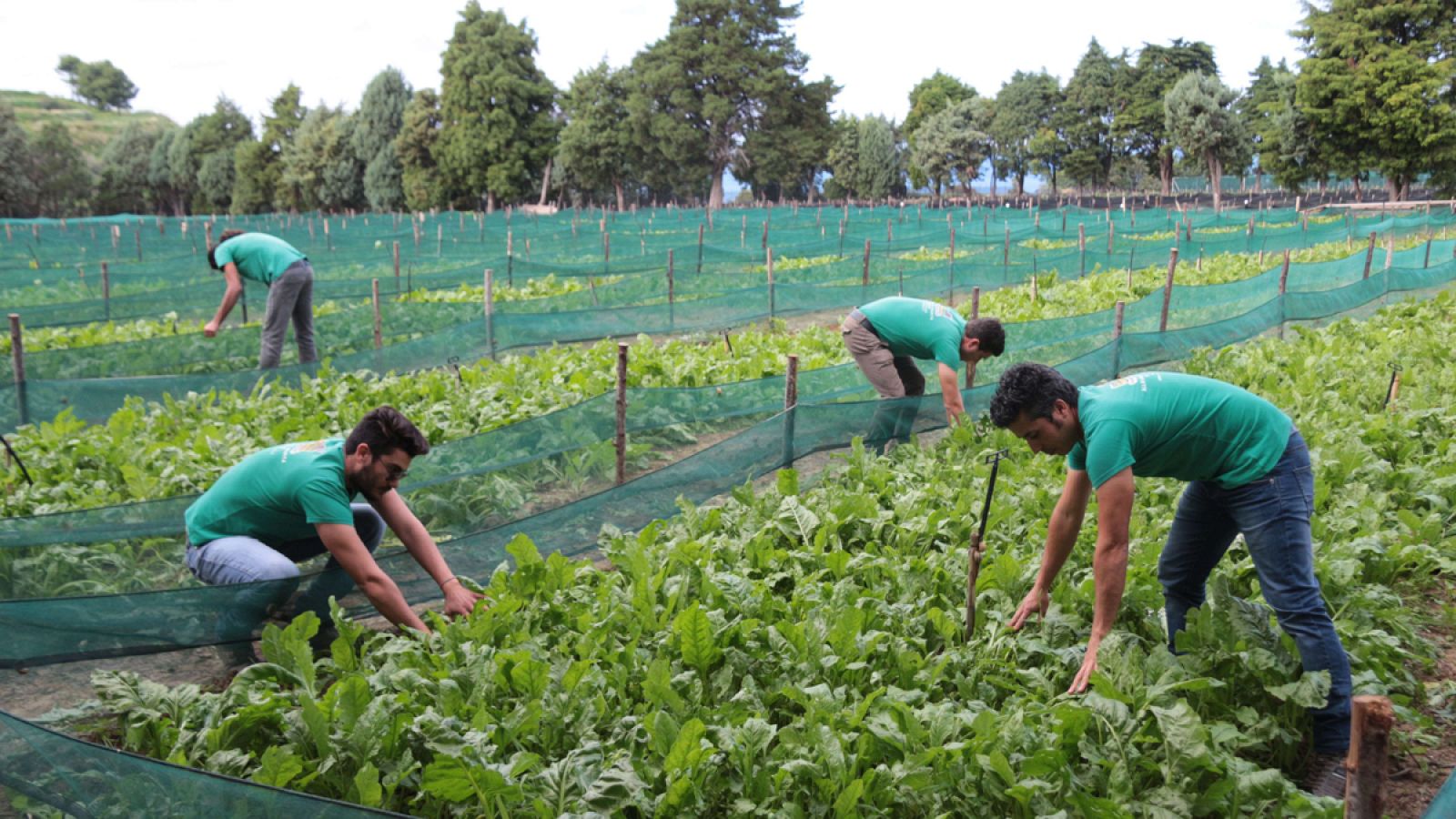 Trabajadores de una granja de caracoles cerca de Palermo