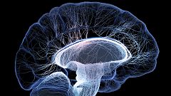 El cerebro olvida a propósito para ahorrar energía