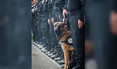 #JeSuisChien: el homenaje de las redes a Diesel, la perra muerta en Saint Denis