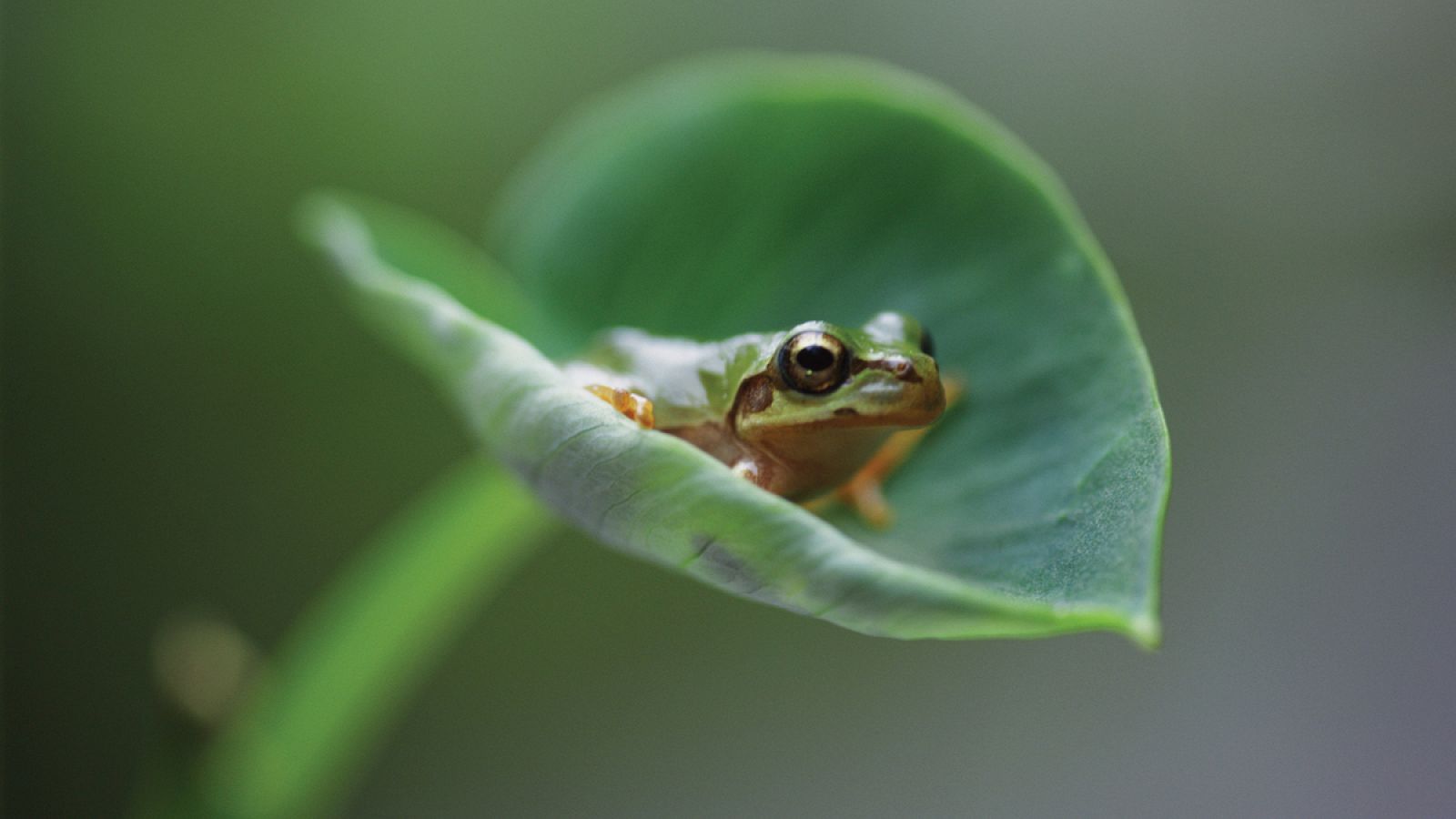 La quitridiomicosis ha producido la extinción de unas 200 especies de anfibios.