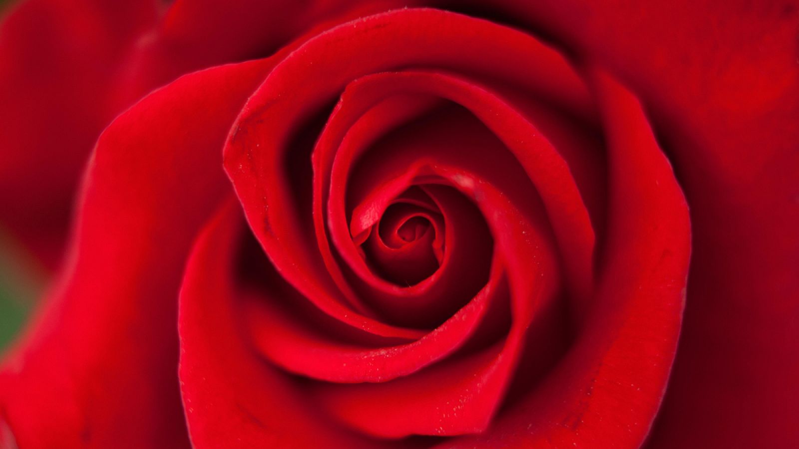 Las investigaciones se han centrado en el sistema vascular de rosas vivas.