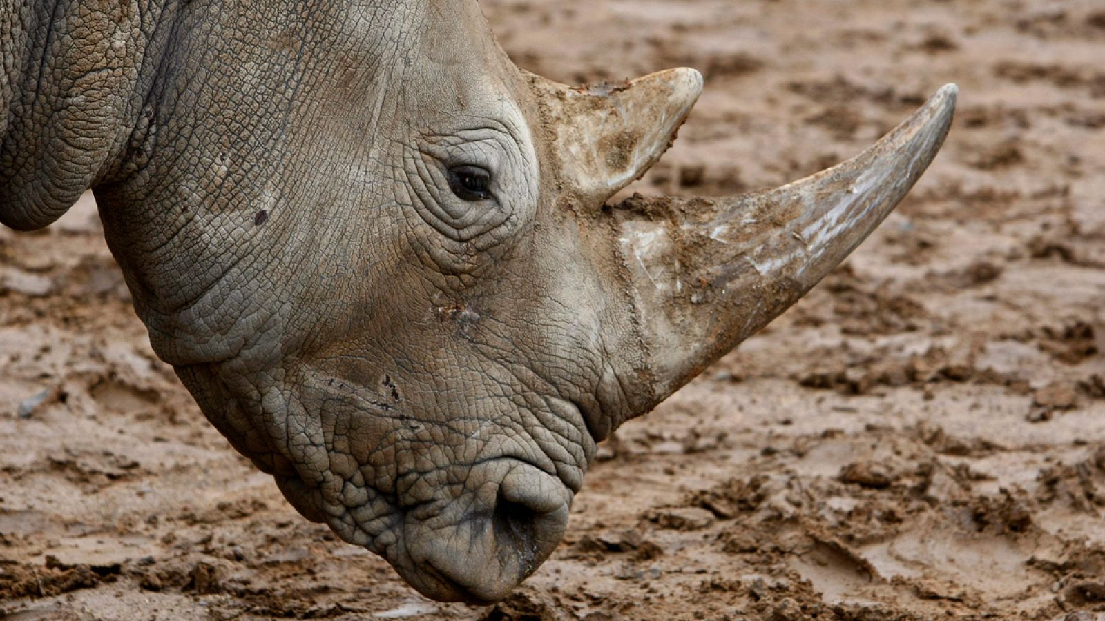 Un rinoceronte en el zoo de Bloemfontein (Sudáfrica)