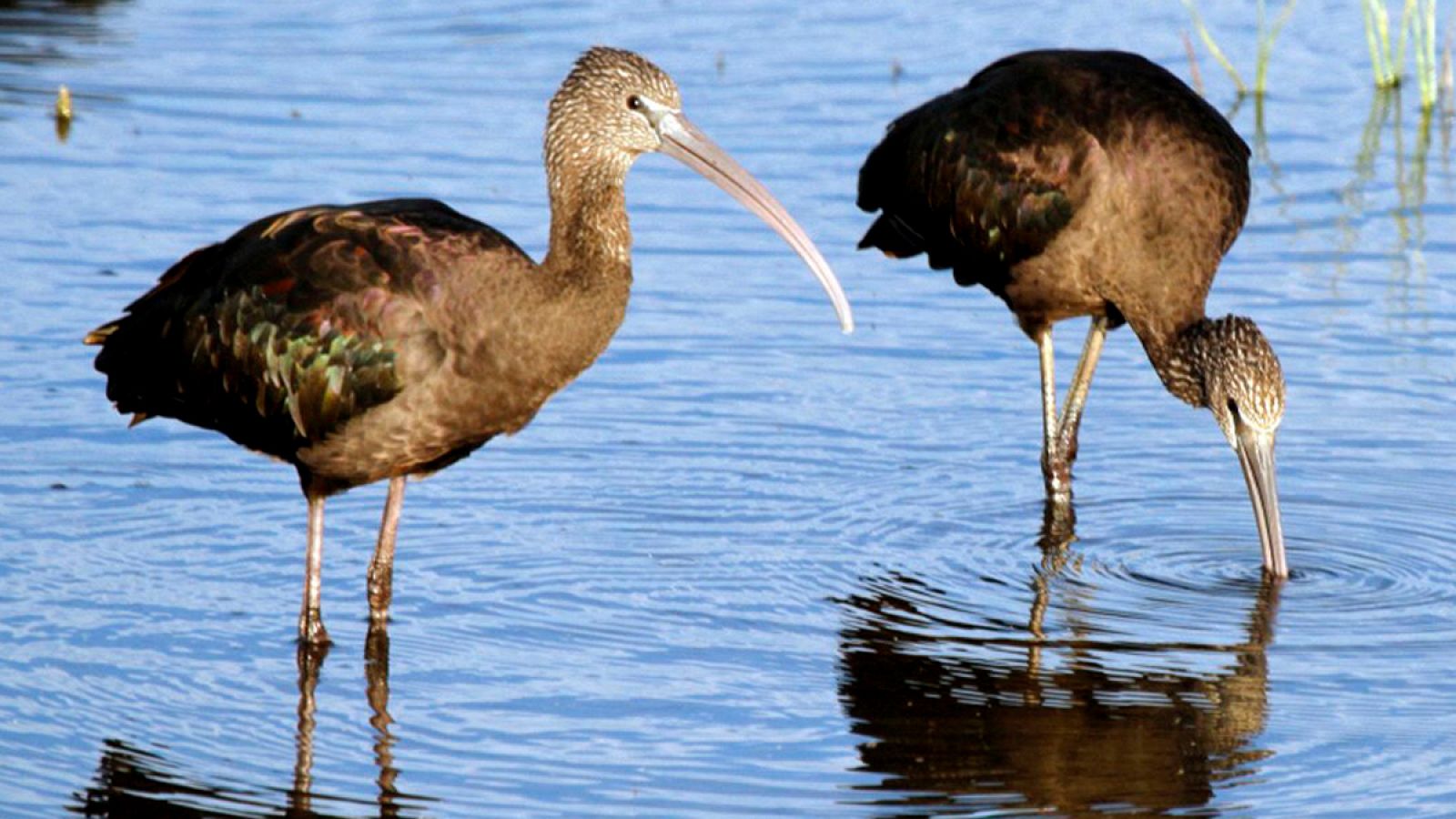 El morito común empezó a llegar a finales del siglo pasado, al Delta del Ebro, procedente de Doñana.