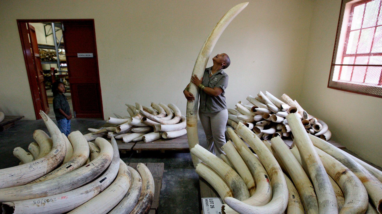 El kilo de marfil en bruto se llega a pagar a más de 1.800 euros.