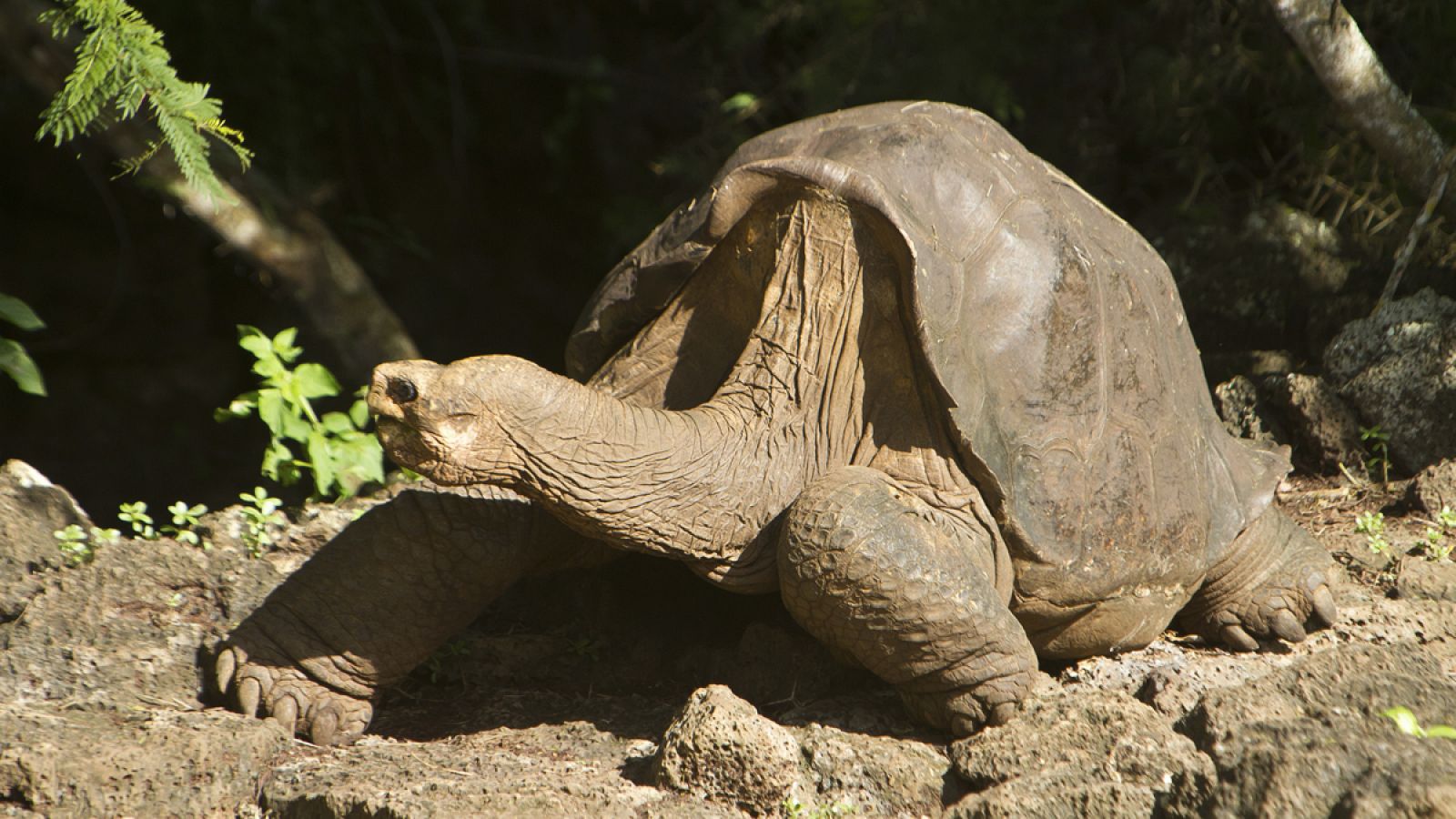 Imagen de 'George el solitario', poco antes de morir.