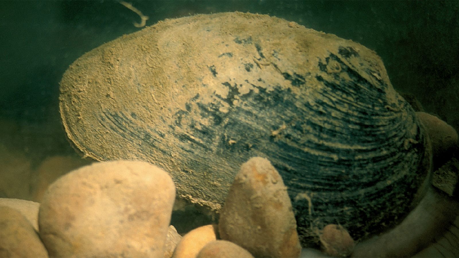 Imagen en la que se ve una náyade o almeja de agua dulce.