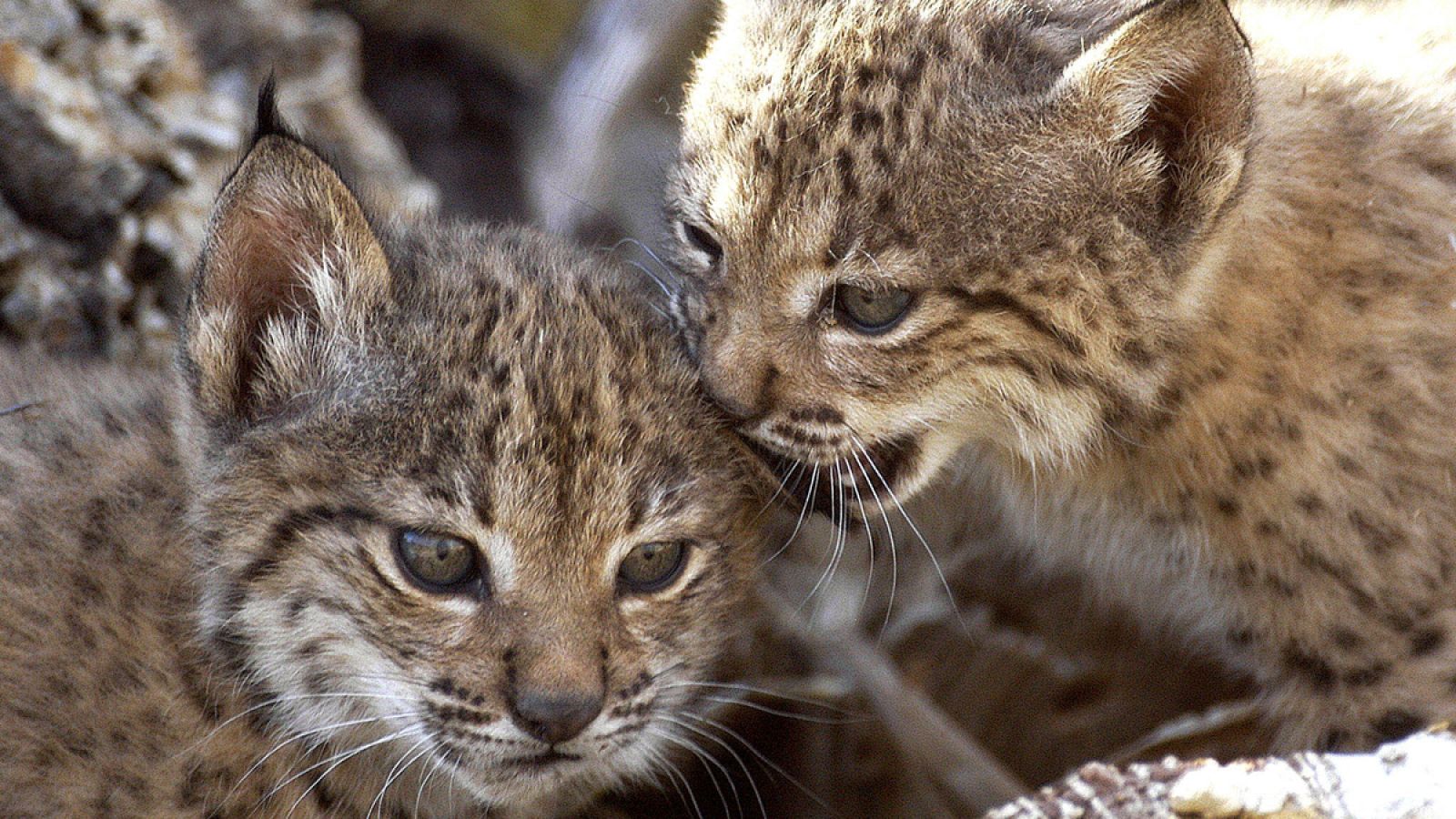 Los cachorros de lince ibérico Brezo y Brisa, los primeros que nacieron en cautividad, en marzo de 2005.