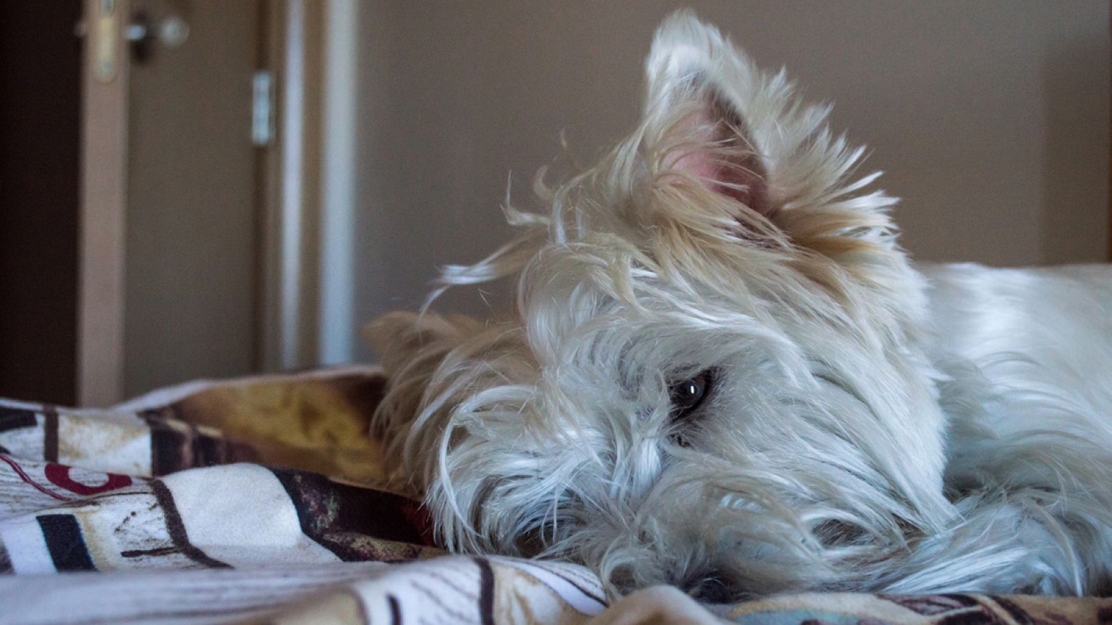 Los perros fueron domesticados hace más de 15.000 años.