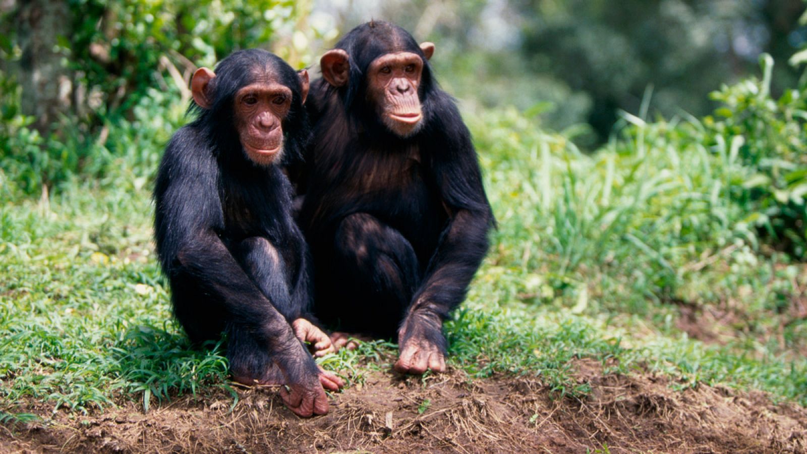Dos jóvenes chimpancés