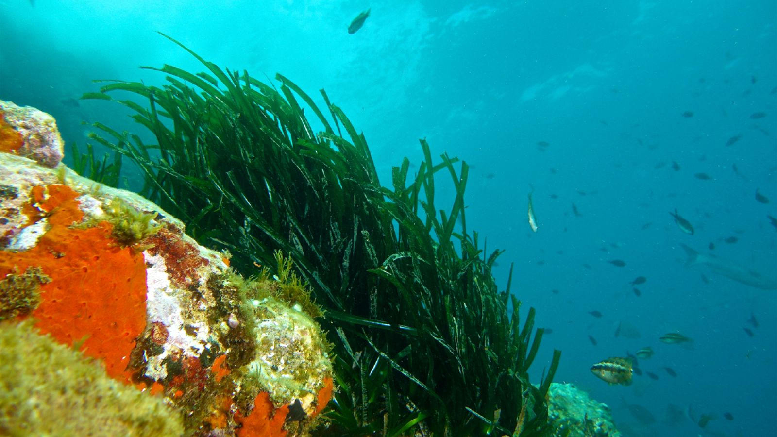 El estudio se ha efectuado en toda la cuenca del mar Mediterráneo.