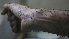 Detectado en Dinamarca un infectado por el virus zika