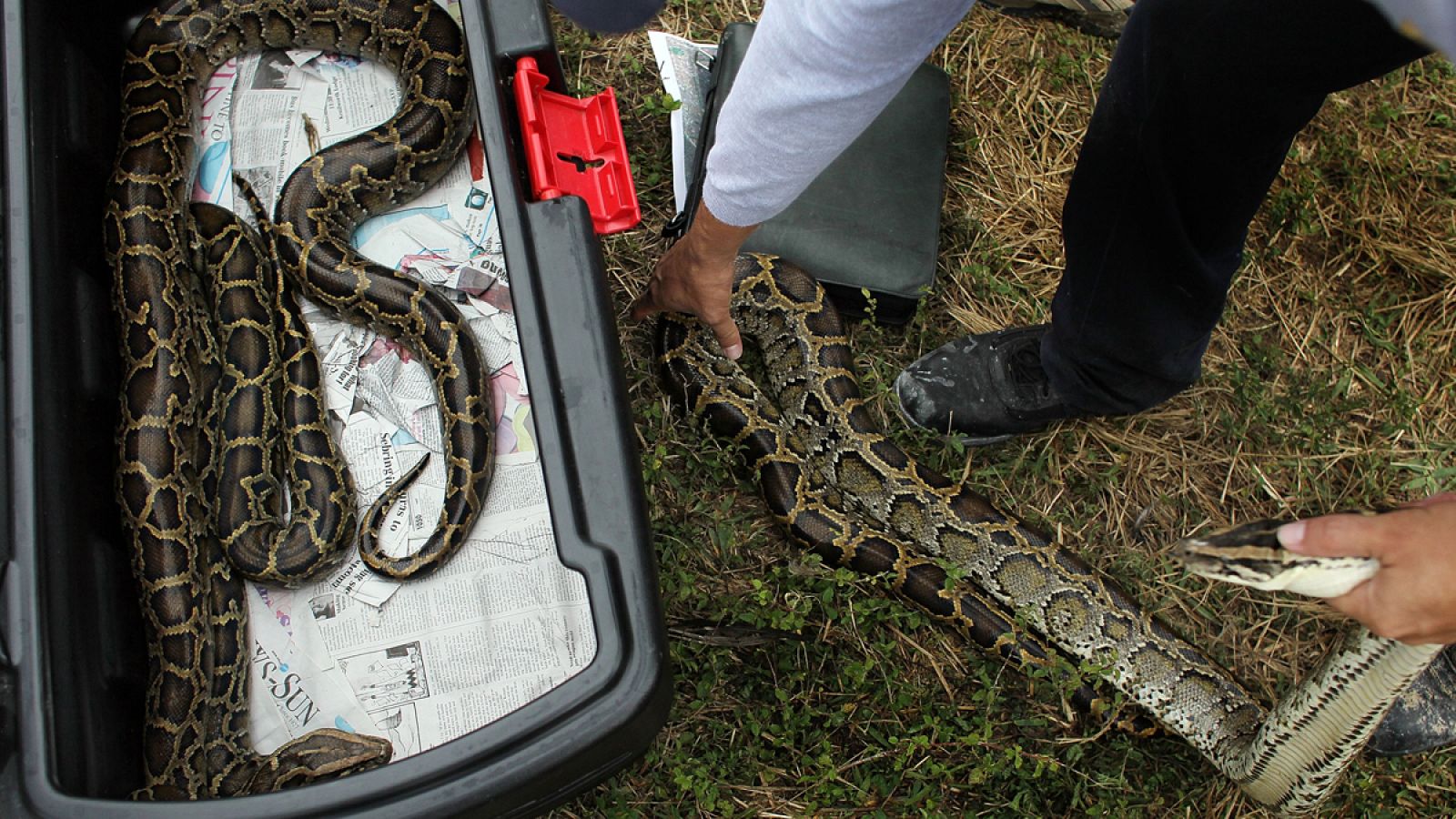 En la primera edición de este conscurso, en 2013, se cazaron 68 ejemplares.