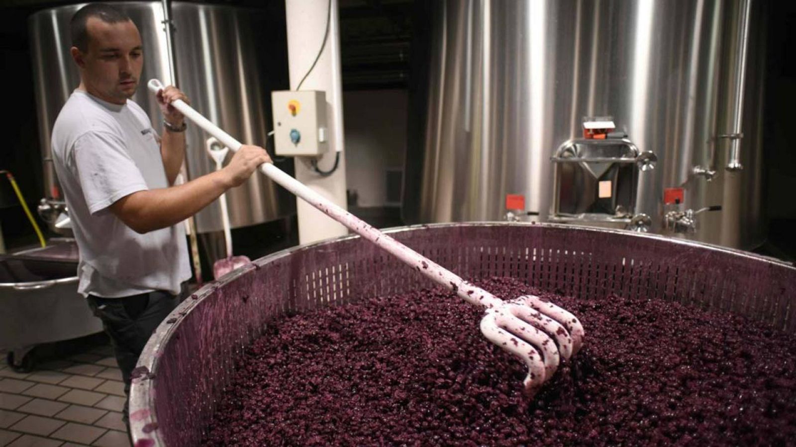 Proceso de preparación de la uva para elaborar vino en una bodega francesa