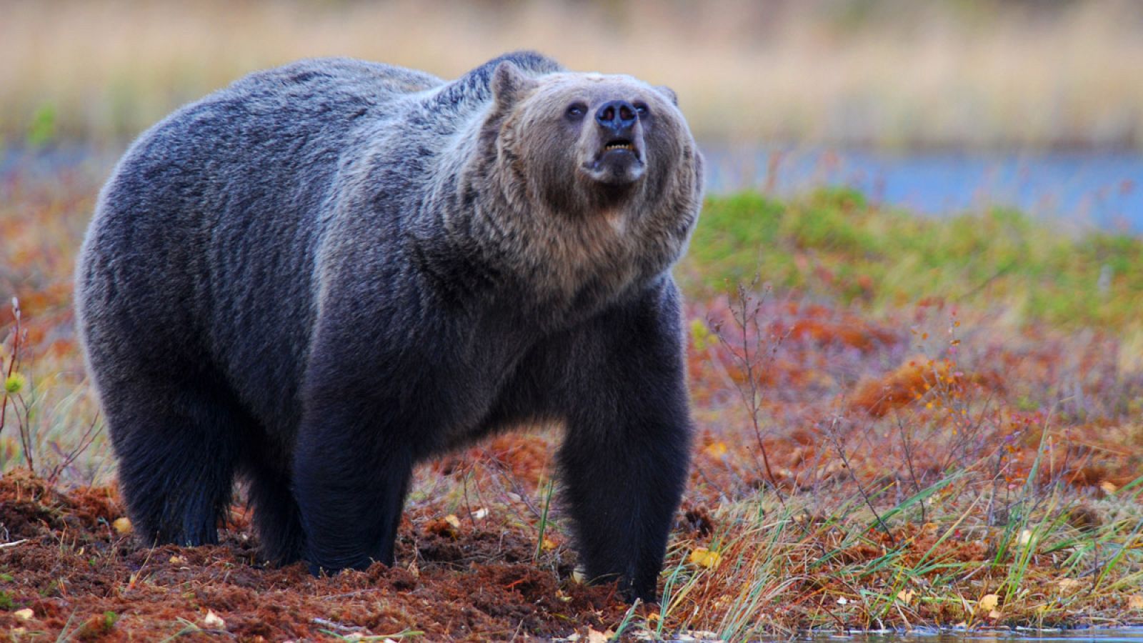 Oso pardo macho oliendo su entorno