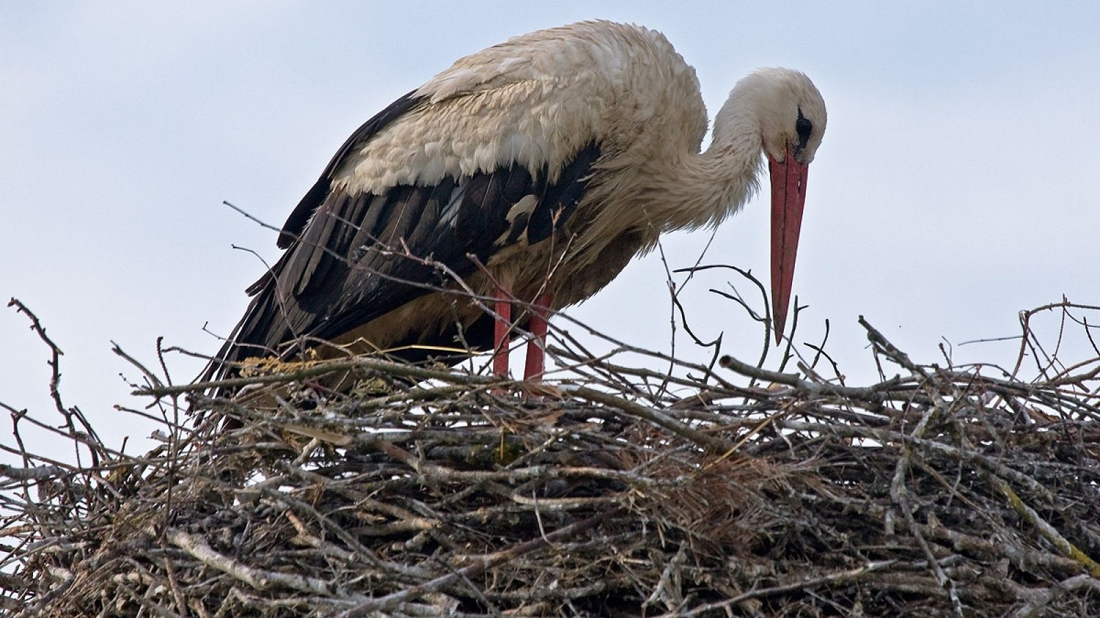Una cigüeña blanca en su nido