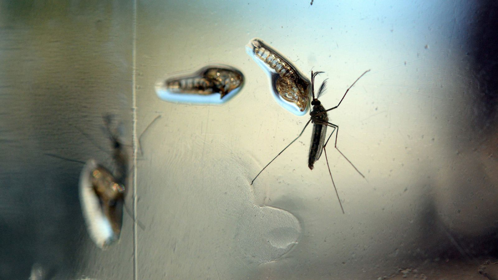Un mosquito del género Aedes aegypti