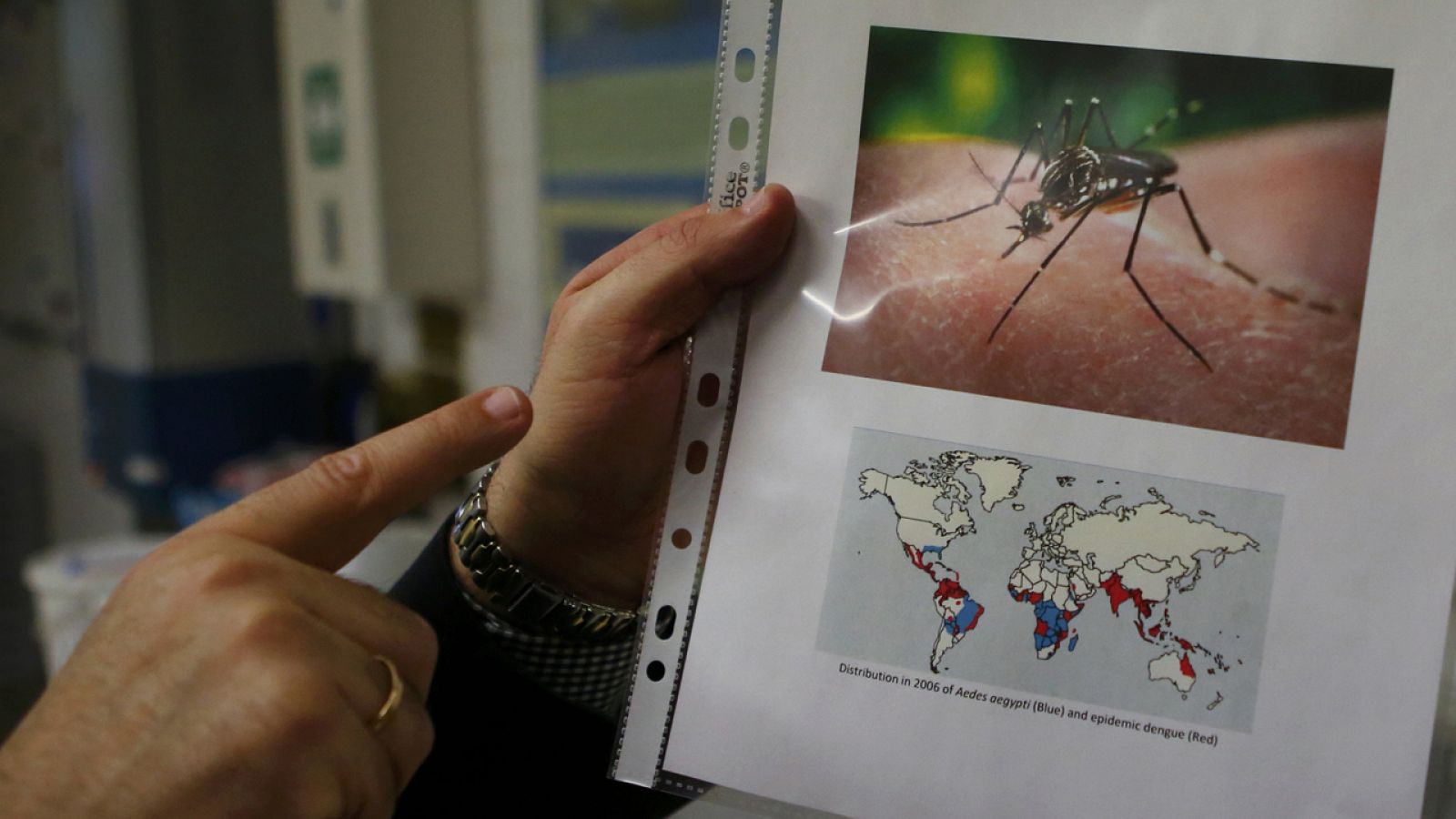 Un científico muestra una imagen del mosquito transmisor Aedes en un laboratorio de Seibersdorf, Austria