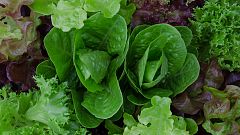 Las verduras de hoja verde son esenciales para proteger la salud intestinal, según un estudio