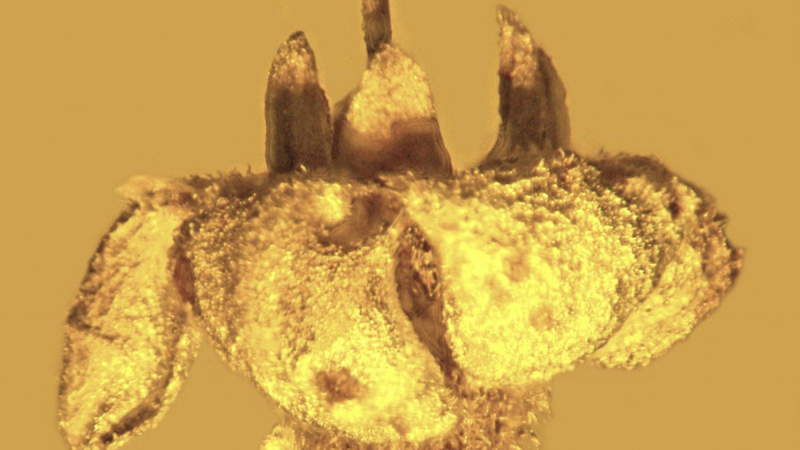 La flor vivió entre 20 millones y 30 millones de años atrás.