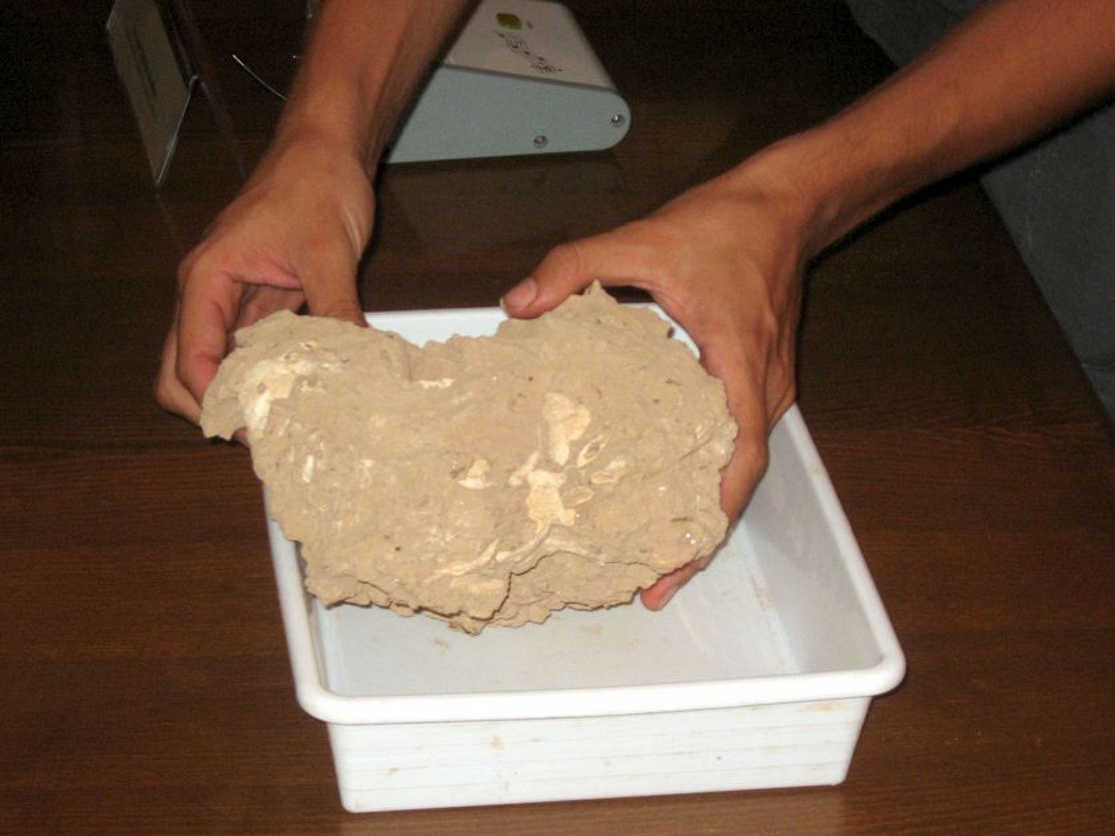 Cráneo de Neanderthal en la excavación de las Palomas (Murcia)