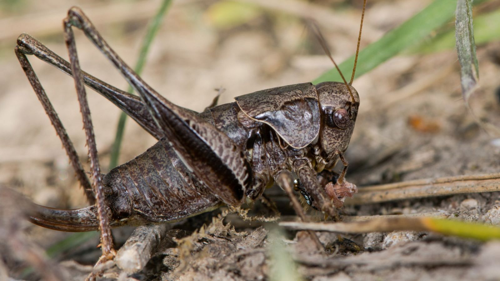 Imagen de una cigarra devorando a una abeja.