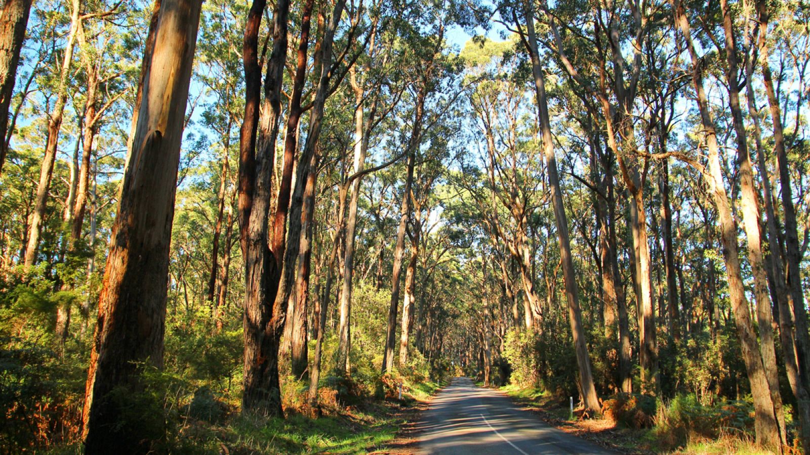 El eucalipto es originario de Australia y fue introducido en España a finales del siglo XIX.