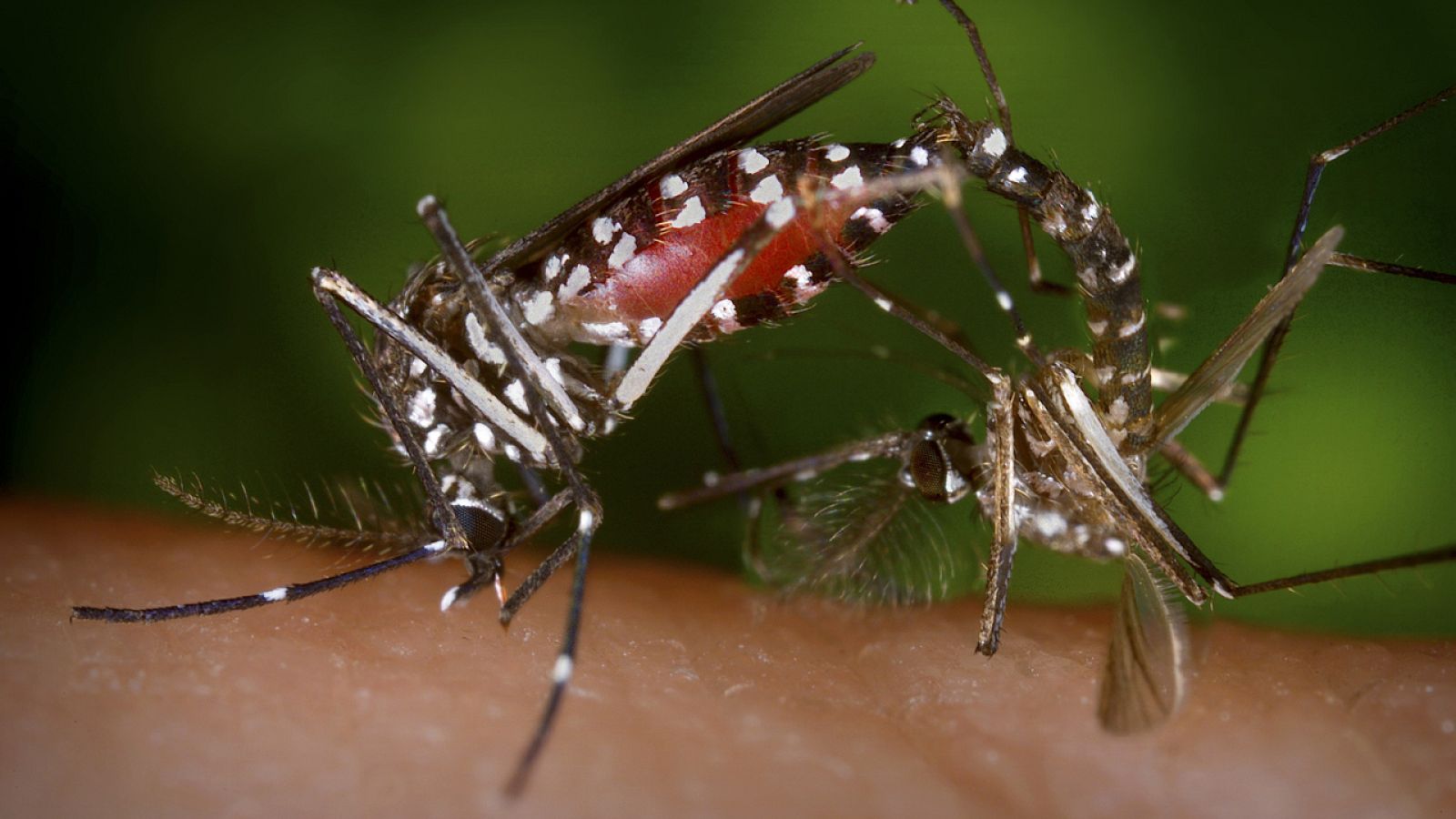 Dos mosquitos Aedes, transmisores del Zika, se alimentan de sangre