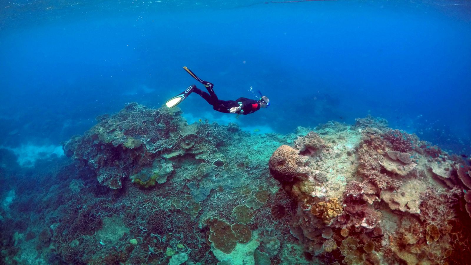 Los corales están perdiendo su color como resultado del estrés ambiental.