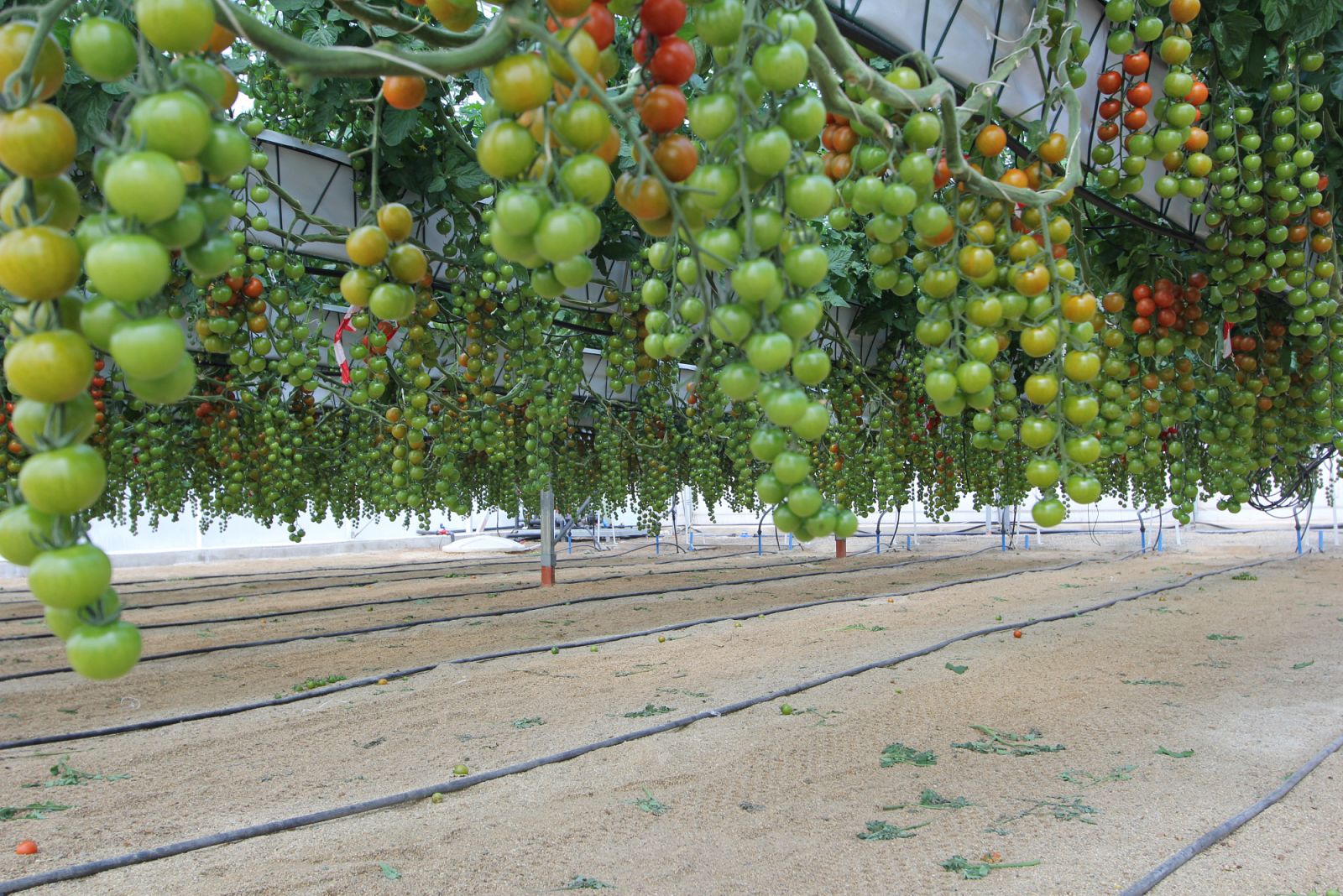 Estación experimental de Cajamar "Las Palmerillas"