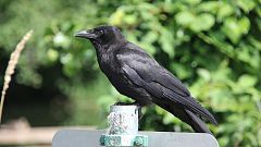 El cerebro de los cuervos es tan eficiente como el de los chimpancés, según un estudio