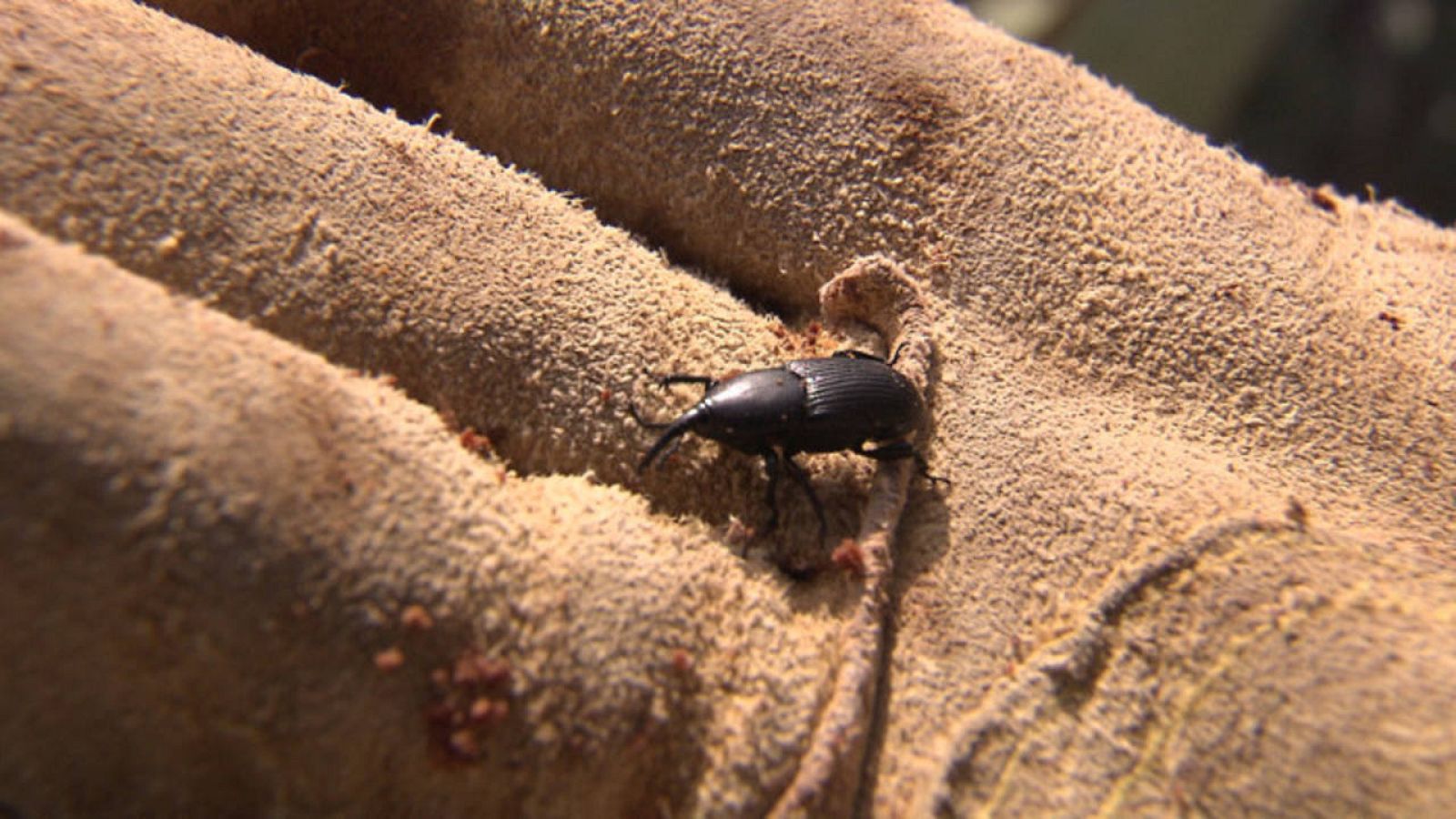 El picudo negro ha empezado a atacar las pitas