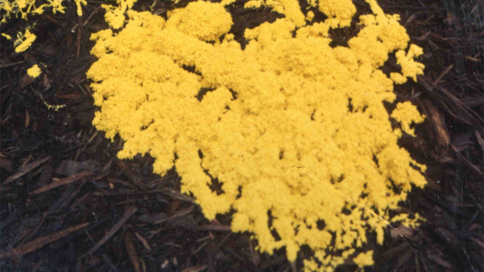 Los científicos franceses han estudiado el protista o moho del lodo ('Physarum polycephalum').