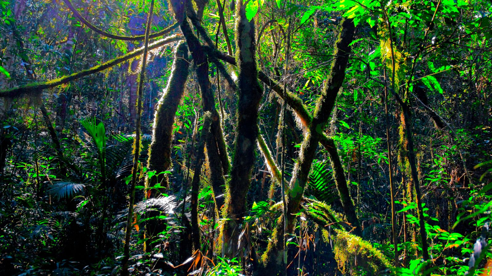 Las especies microbianas son formas de vida demasiado pequeñas para poder verlas simple vista.