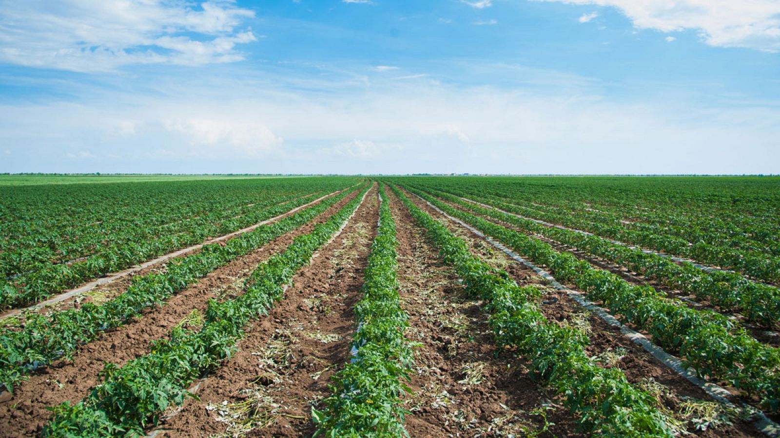 Plantación de tomates