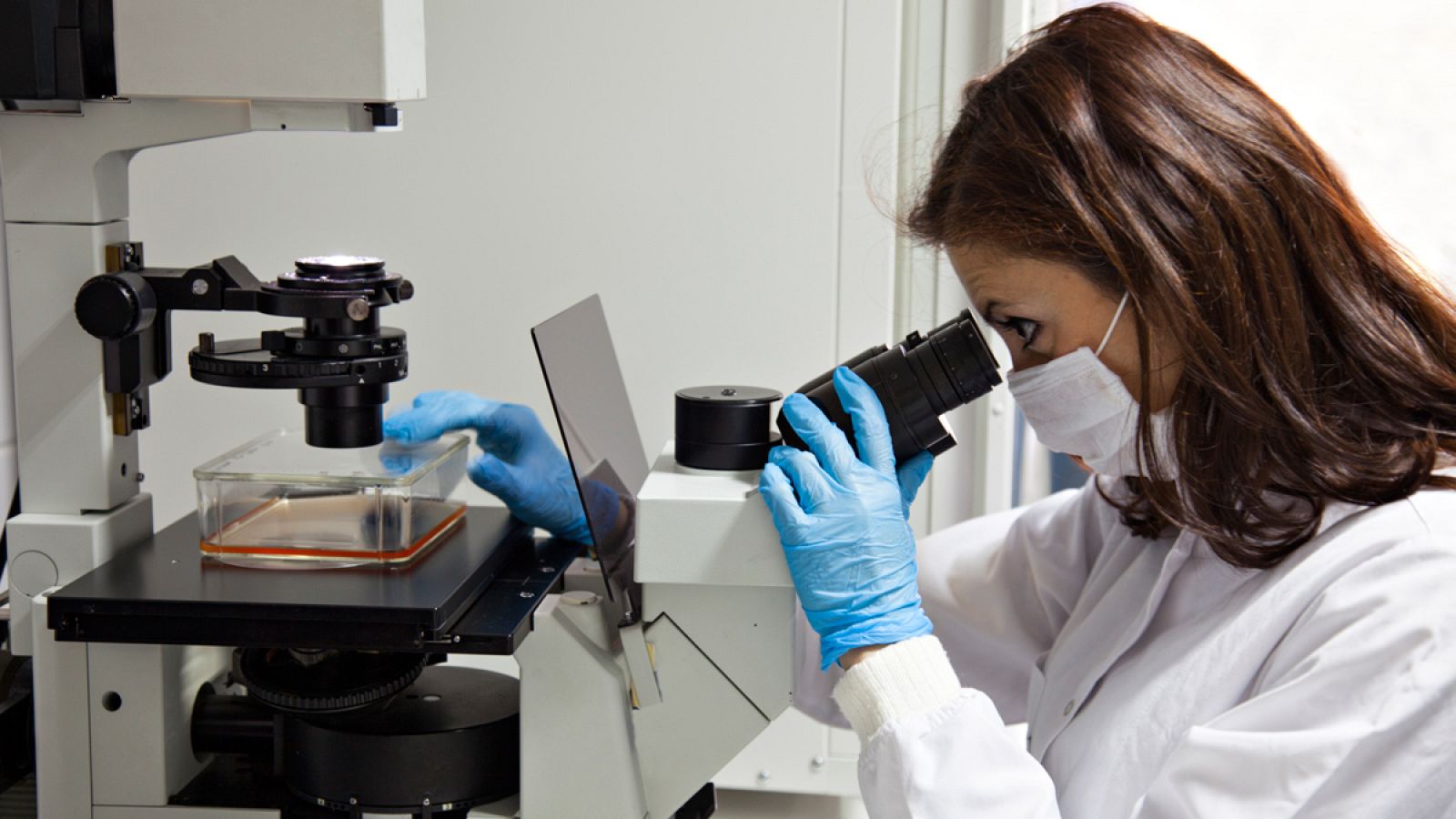 El posible fármaco ya ha sido probado en animales y está pendiente de aprobación para seres humanos.