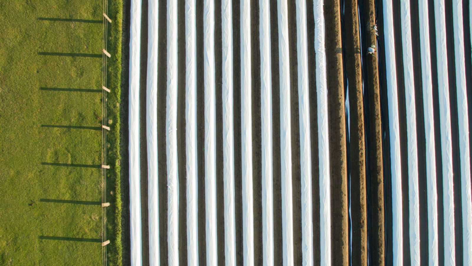 Campo de espárragos cerca de Hanover