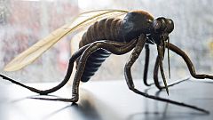 El riesgo de un brote de virus zika en Europa este verano es "de bajo a moderado", según la OMS