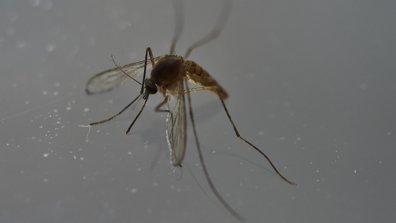 Mosquito transmisor del Zika