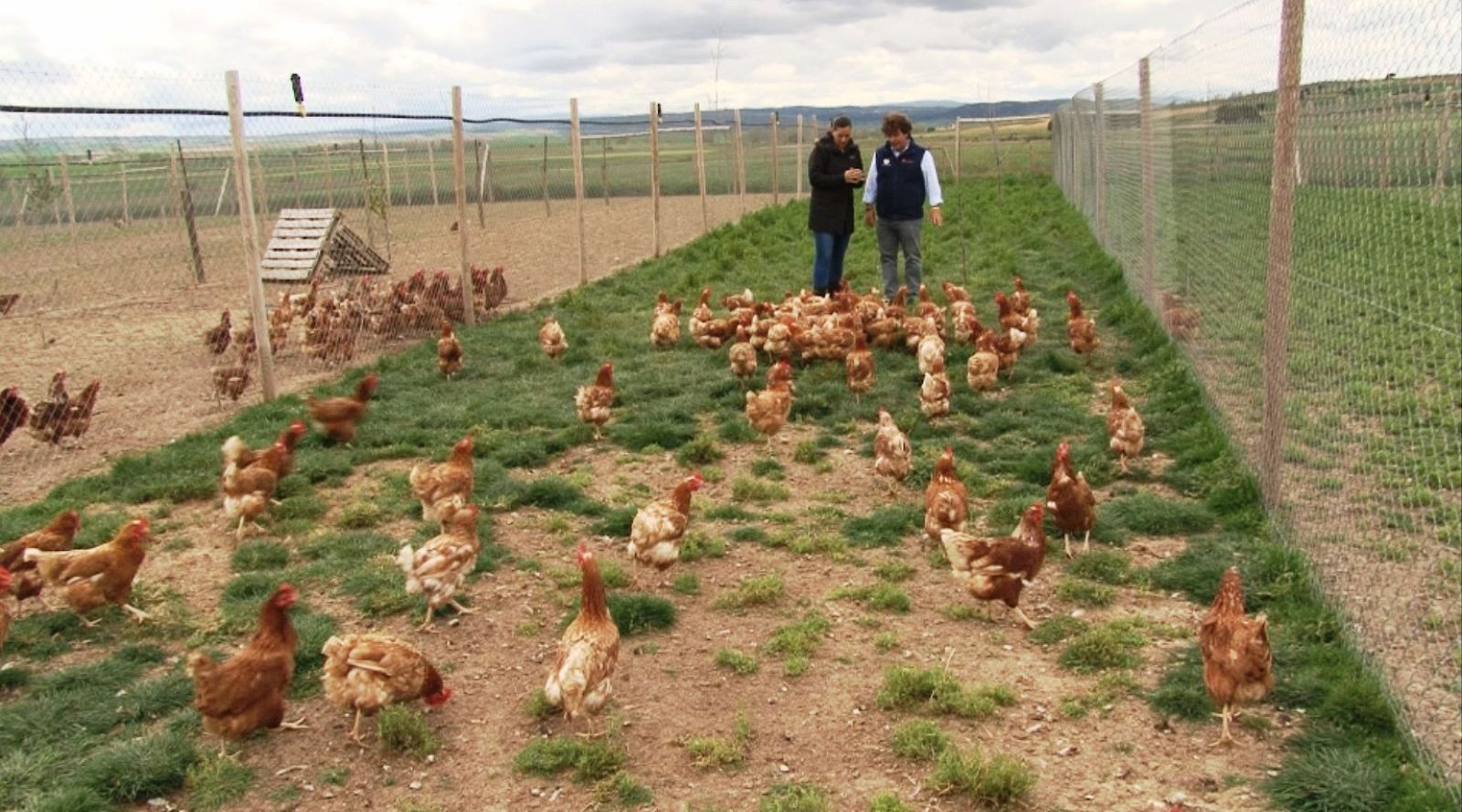 César es propietario de una granja de huevos ecológicos