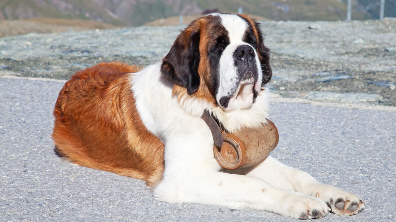 El perro fue probablemente el primer animal en ser domesticado.
